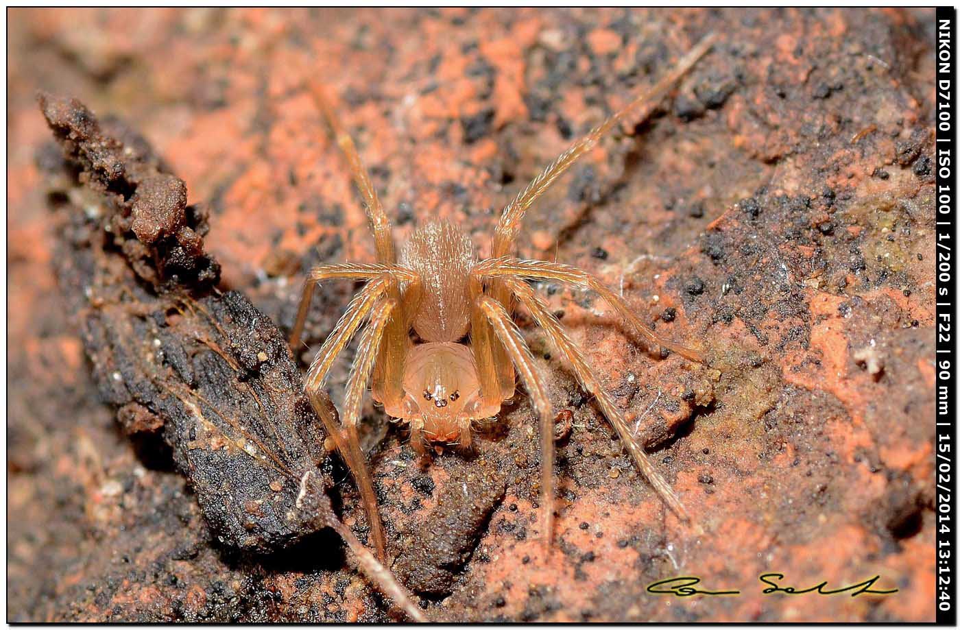 Giovane Loxosceles rufescens - Alghero (SS)